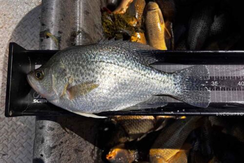Black Ketch Scientific Fish Measuring board showing a Crappie being measured by a Biologist for a survey.