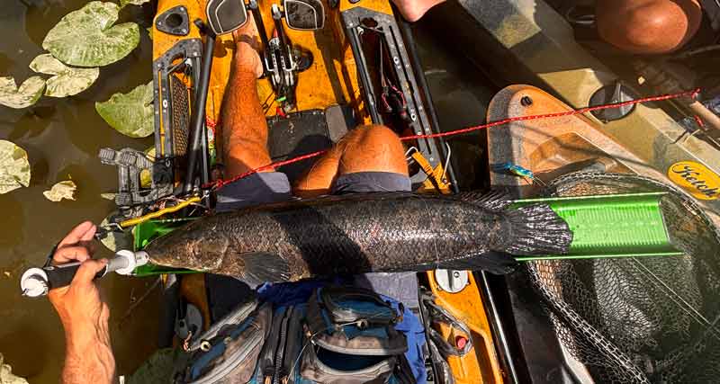 Snakehead-AustinK-1