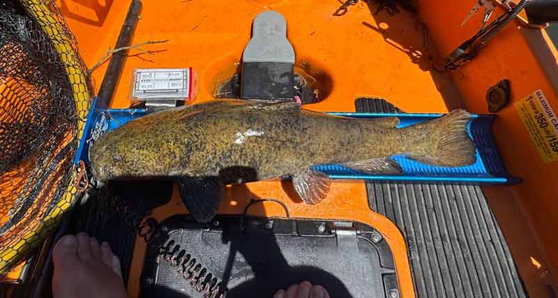 catfishflathead